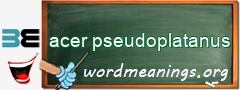 WordMeaning blackboard for acer pseudoplatanus